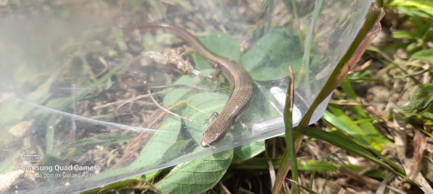 Eine kleine braune Eidechse sitzt auf einem Plastikbeutel, umgeben von grünen und getrockneten Blättern am Boden.