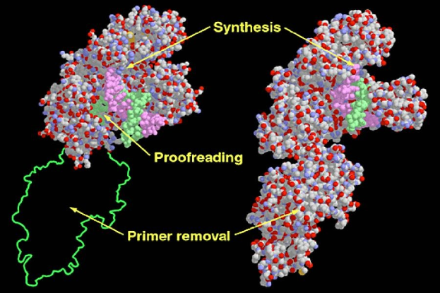 Neue Ansätze zur Kontrolle der Proteinbiosynthese