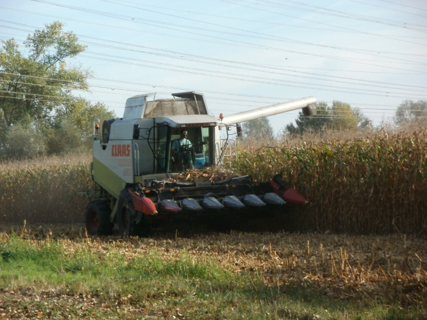 Mähdrescher bei der Arbeit in einem Maisfeld mit einer Person darin, umgeben von Pflanzen, Gras und trockenen Blättern, mit Bäumen, Stromleitungen und einem klaren blauen Himmel im Hintergrund.