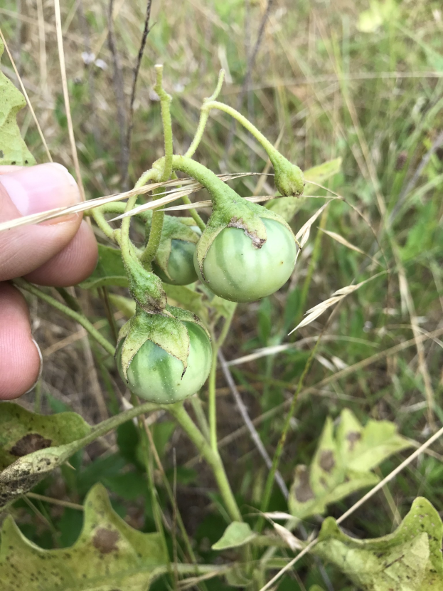 Eine Person, die einen Bund grüner Tomaten an einer Pflanze hält, mit Mehltau auf den Tomaten, vor einem Hintergrund aus Pflanzen und Gras.
