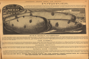 Eine alte Werbung mit einem Bild einer Kartoffel und Text, der eine Kartoffelpflanze und ihre Zutaten beschreibt.