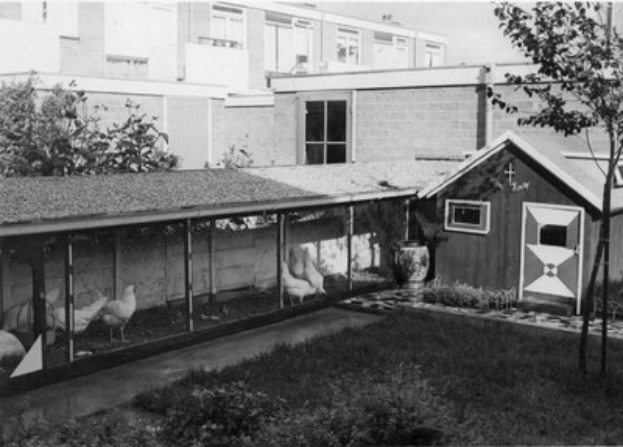 Schwarz-weißes Foto von Hühnern in einem Freilaufgehege mit Gras, Pflanzen, B├Ąumen und einem Fenster mit Fenstern im Hintergrund.