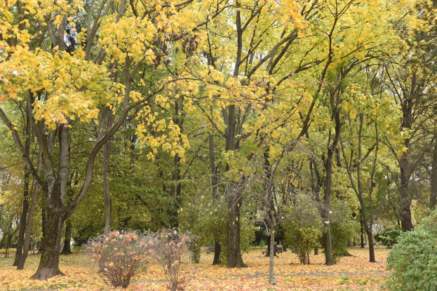 Ein Park mit hohen, grünen Bäumen, die ein schattiges Dach bilden und verstreute Herbstblätter den Boden bedecken.
