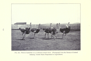 Eine Herde Strauße auf einer kalifornischen Straußenfarm, mit einem Zaun, Haus und Himmel im Hintergrund; Text ist am unteren Bildrand sichtbar.