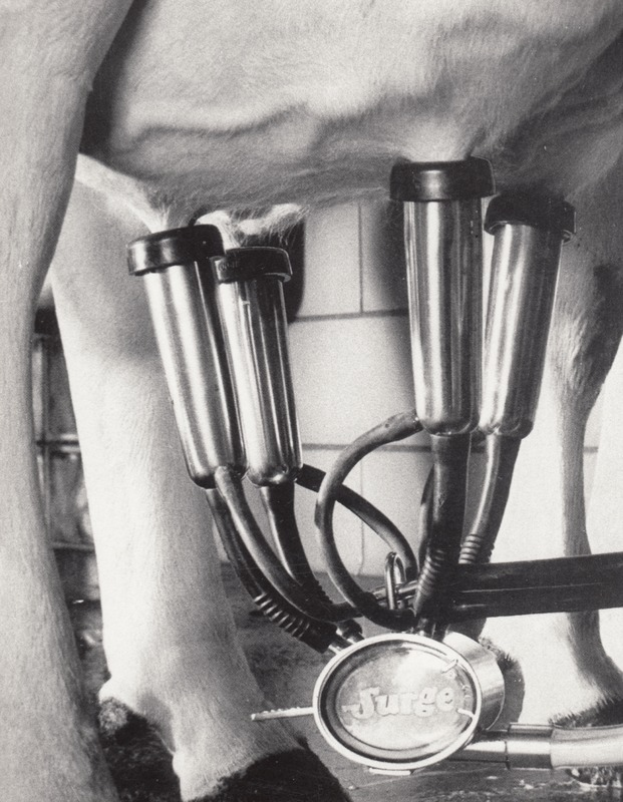 Ein Schwarz-Weiß-Foto einer Kuh mit einer Melkmaschine, die an ihren Eutern befestigt ist und mit ihren Beinen verbunden ist, vor einer Wand im Hintergrund.