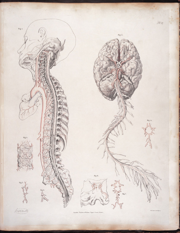 Ein offenes altes Buch, das eine detaillierte anatomische Zeichnung eines menschlichen Gehirns und einer Wirbelsäule mit ausstrahlenden Nerven und Arterien zeigt, vor klassischem Text.